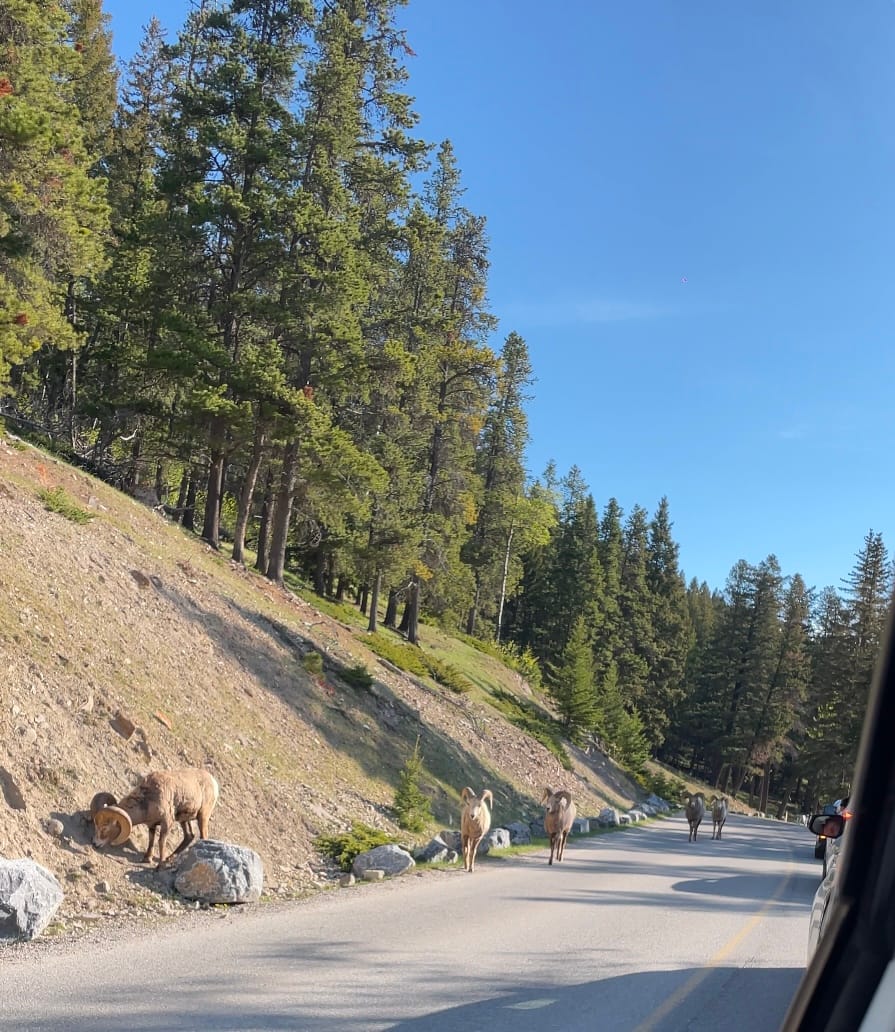 Banff Journal