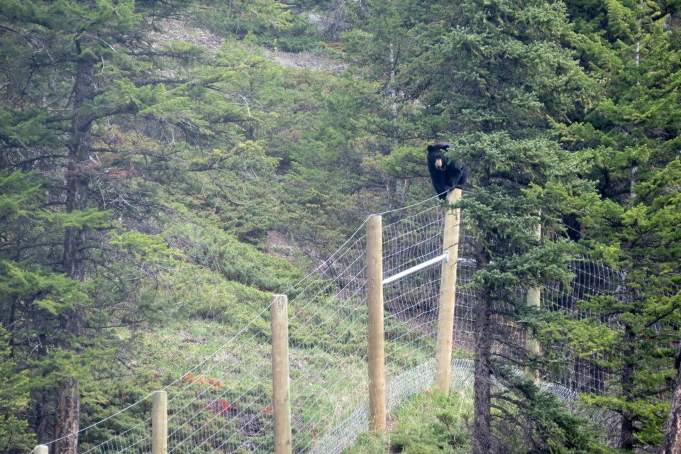 Banff Journal